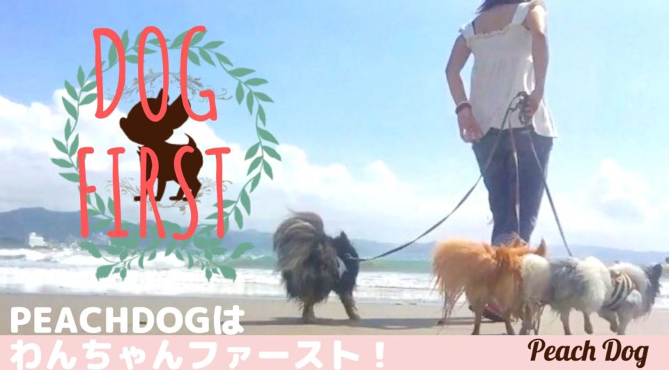 dog first大田区蒲田トリミングサロンPeach Dog