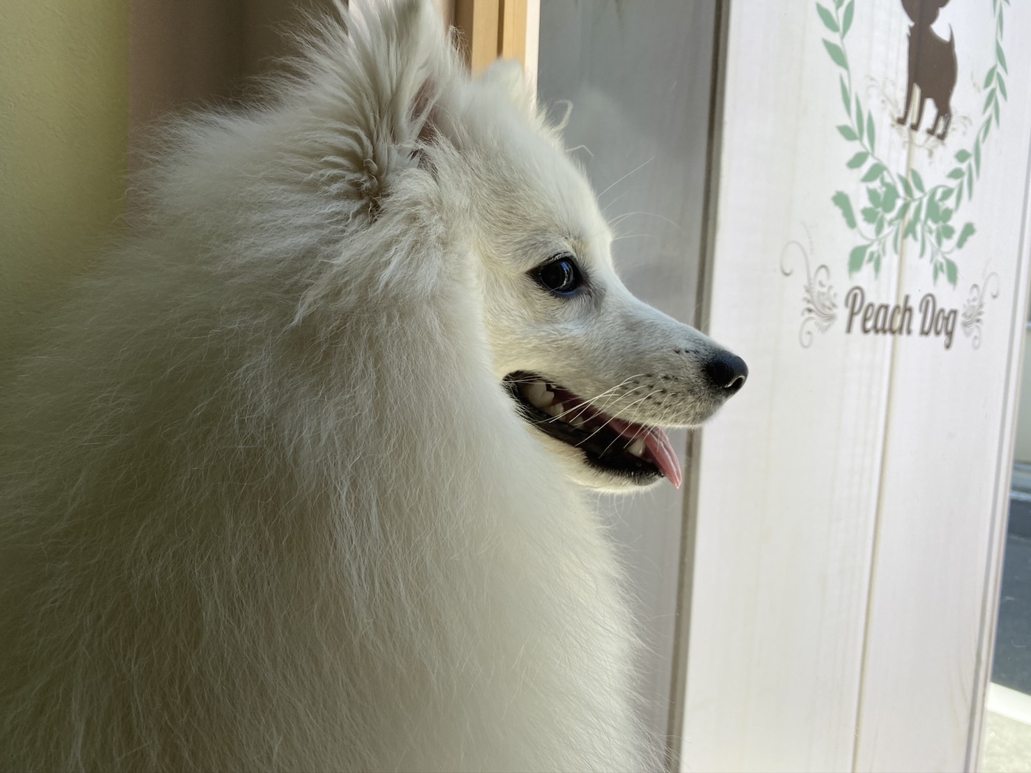 わんこ紹介 日本スピッツ シロちゃん大田区蒲田トリミングサロンpeach Dog Peachdog