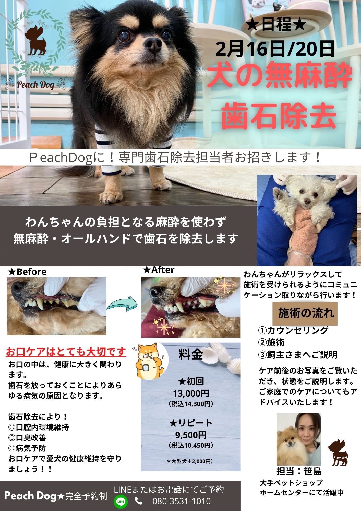 お知らせ 犬の無麻酔歯石除去peach Dogにて施術お受けします Peachdog