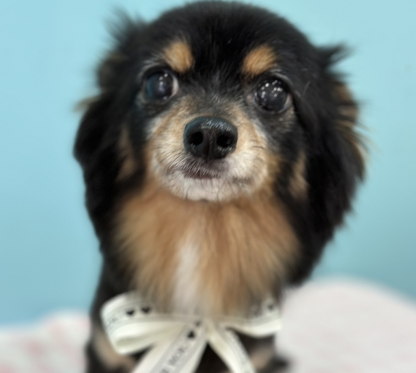 わんこブログ】チワックス・ふうたちゃん♥大田区蒲田トリミングサロン