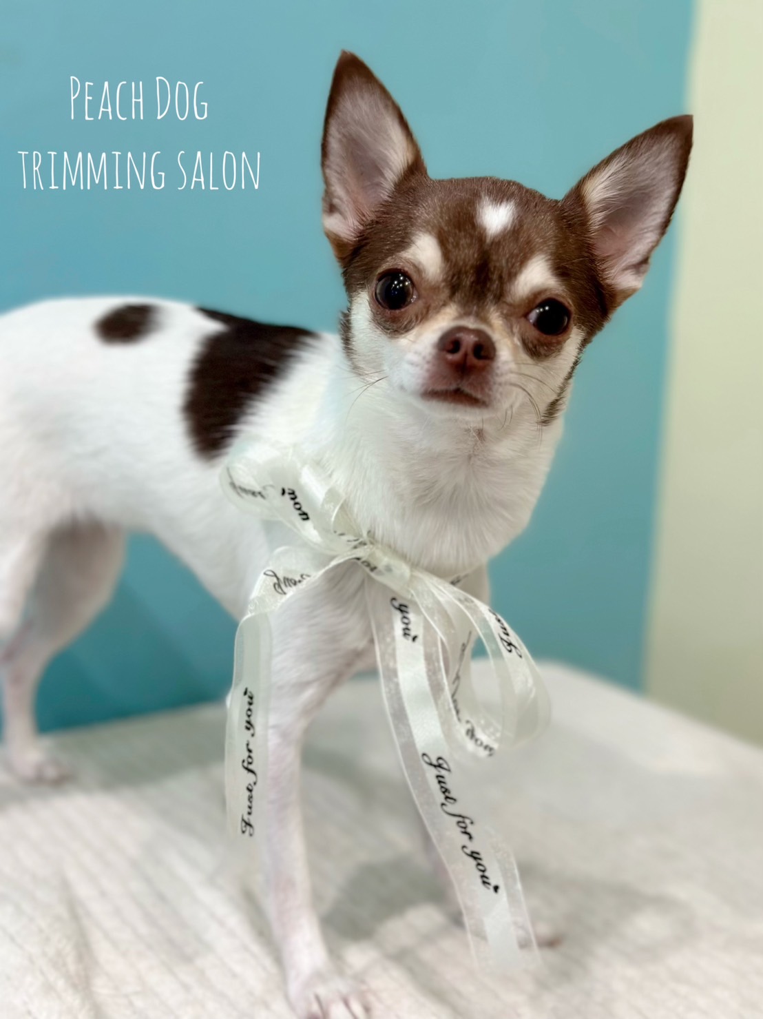 抜き苗♥️可愛い✨チワワ✨ わんこブログ】チワワ・ニッキーちゃん♥大田区蒲田トリミングサロン