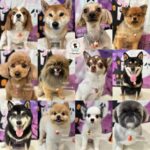 【わんこブログ】2024年10月ご来店わんちゃん7♥大田区蒲田トリミングサロンPeach Dog24/10