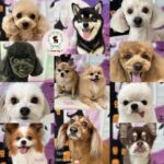 【わんこブログ】2024年10月ご来店わんちゃん8♥大田区蒲田トリミングサロンPeach Dog24/10