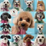 【わんこブログ】2024年11月ご来店わんちゃん1♥大田区蒲田トリミングサロンPeach Dog24/11