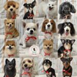 【わんこブログ】2025年6月ご来店わんちゃん5♥大田区蒲田トリミングサロンPeach Dog25/6