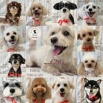 【わんこブログ】2025年6月ご来店わんちゃん6♥大田区蒲田トリミングサロンPeach Dog25/6