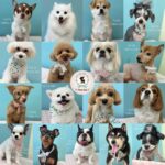 【わんこブログ】2025年7月ご来店わんちゃん4♥大田区蒲田トリミングサロンPeach Dog25/7