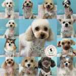【わんこブログ】2025年7月ご来店わんちゃん5♥大田区蒲田トリミングサロンPeach Dog25/7