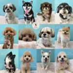 【わんこブログ】2025年7月ご来店わんちゃん6♥大田区蒲田トリミングサロンPeach Dog25/7