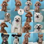 【わんこブログ】2025年8月ご来店わんちゃん1♥大田区蒲田トリミングサロンPeach Dog25/8