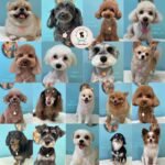 【わんこブログ】2025年8月ご来店わんちゃん２♥大田区蒲田トリミングサロンPeach Dog25/8