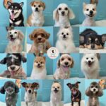 【わんこブログ】2025年8月ご来店わんちゃん５♥大田区蒲田トリミングサロンPeach Dog25/8