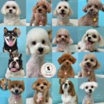 【わんこブログ】2025年8月ご来店わんちゃん６♥大田区蒲田トリミングサロンPeach Dog25/8