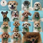 【わんこブログ】2025年11月ご来店わんちゃん5♥大田区蒲田トリミングサロンPeach Dog25/11