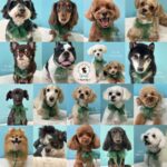 【わんこブログ】2025年11月ご来店わんちゃん3♥大田区蒲田トリミングサロンPeach Dog25/11