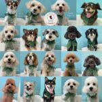 【わんこブログ】2025年11月ご来店わんちゃん4♥大田区蒲田トリミングサロンPeach Dog25/11